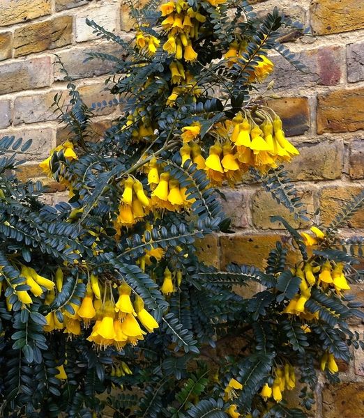 Sophora microphylla 'Sun King'